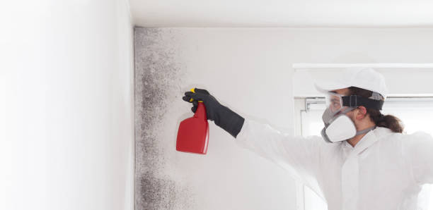 Attic Mold Removal in Osborne, KS