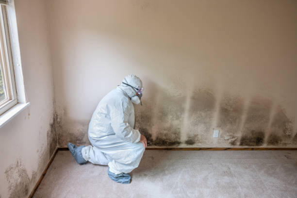 Professional Mold Removal in Osborne, KS