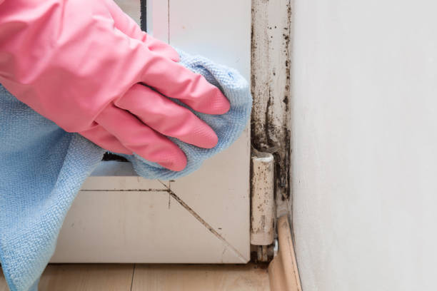 Best Local Mold Removal Service  in Osborne, KS